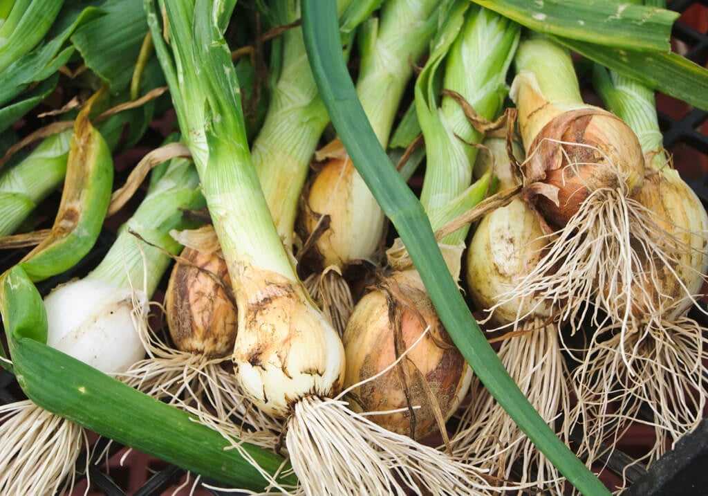 Protecting Onion and Leek Seedlings from Pests and Diseases