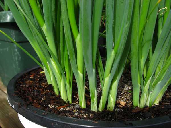 1. Start with healthy seedlings