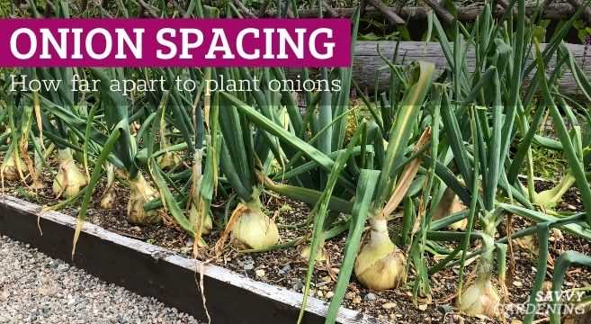 5. Plant spacing