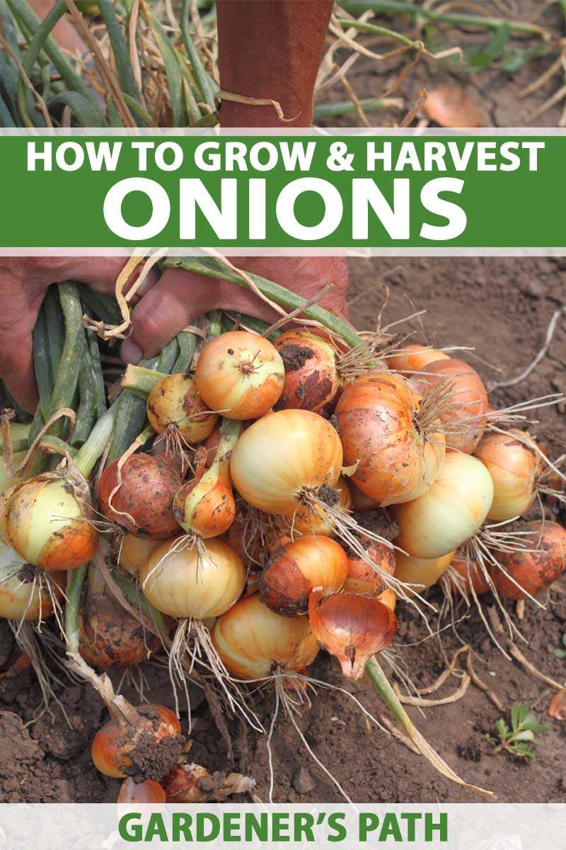 Considering the Onion Variety