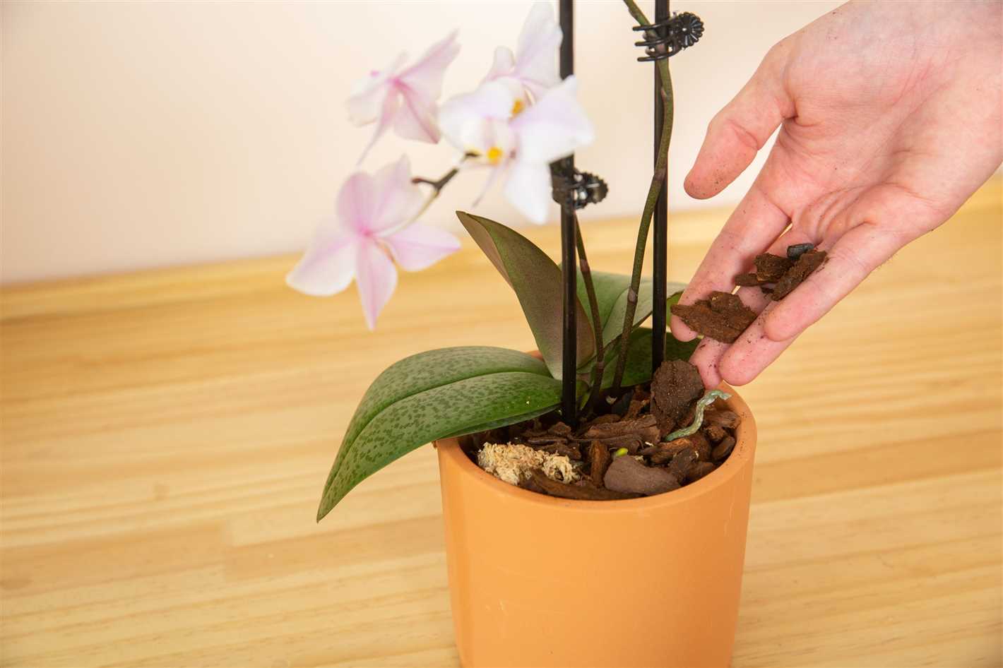 Choosing the Right Orchid for Your Home