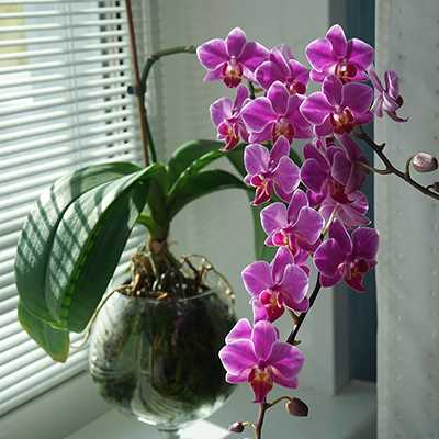 1. Place your orchid near a window: