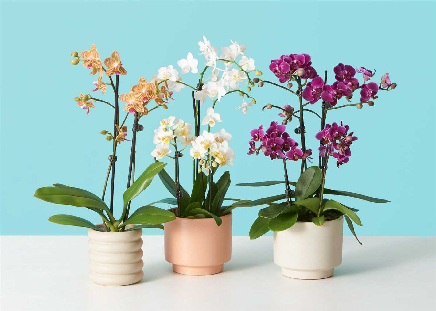 Pruning and Trimming: Keeping Your Orchid in Shape