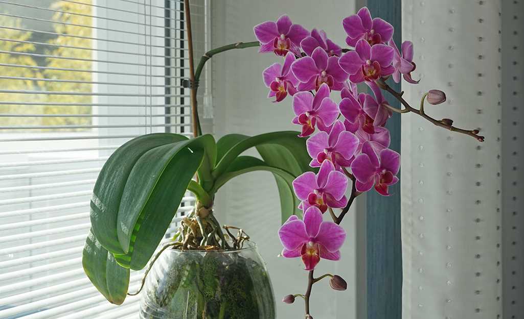 Creating the Perfect Environment for Your Orchid