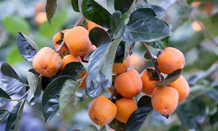 When to Prune Persimmon Seedlings