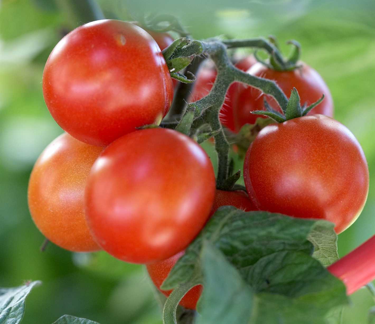 Tips for Choosing Tomato Seeds: Factors to Consider for a Bountiful Crop