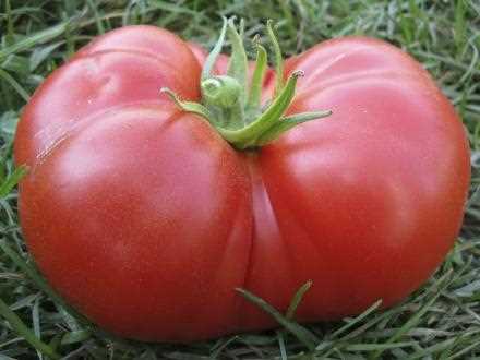 1. Tomato Variety