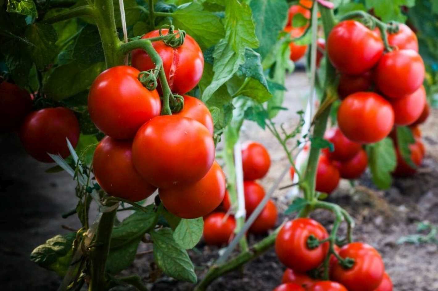 Factors Affecting Tomato Seedling Growth