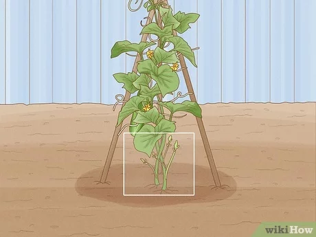 1. Start pruning when the plant is well-established