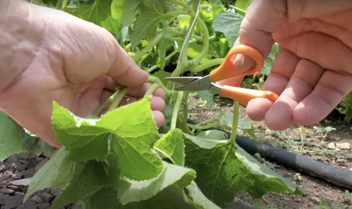 Step 1: Prepare Pruning Tools