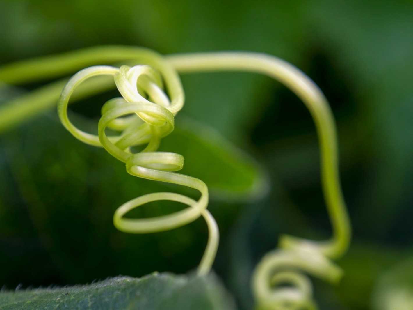 Step 5: Monitor and Maintain Pruned Tendrils