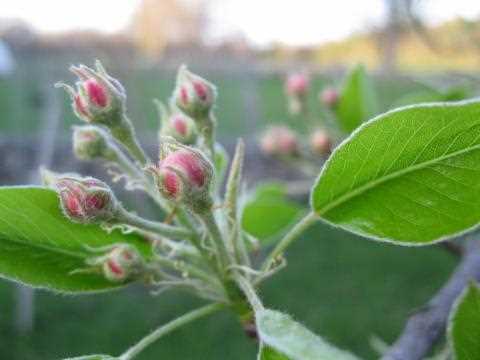 Steps for Proper Tree Feeding