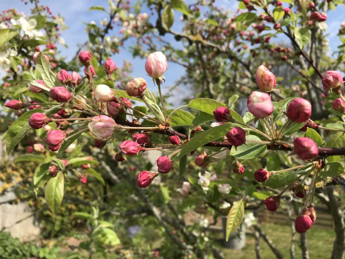 Timing for Tree Feeding After Harvest