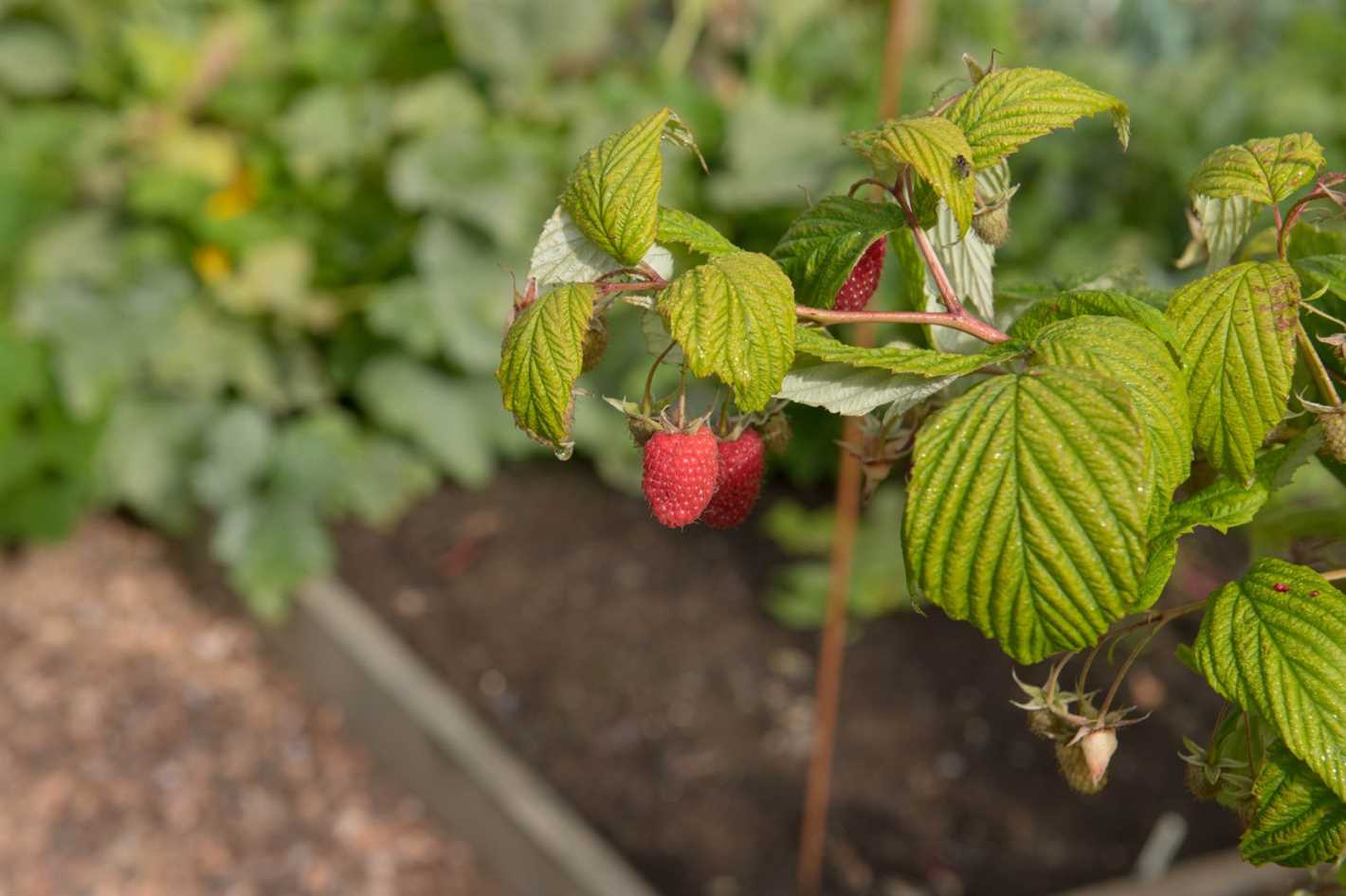 3. Prune for Strong Canes