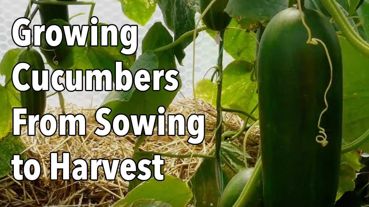 Proper Watering Techniques for Cucumber Plants