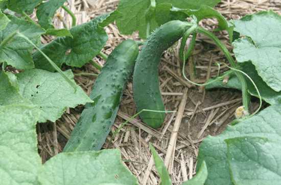 10. Enjoy Fresh and Delicious Cucumbers