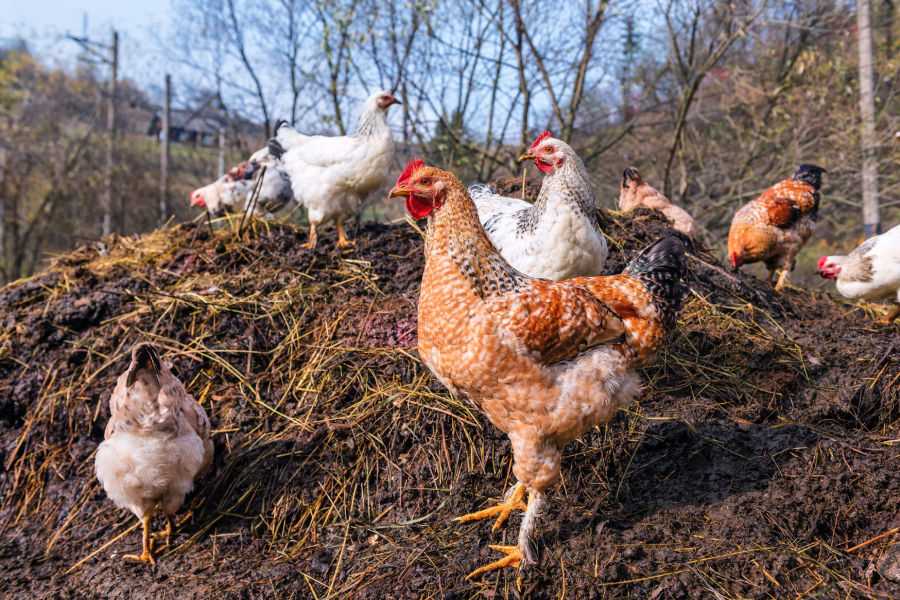 Step 1: Understanding Chicken Manure