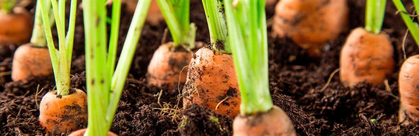 2. Composting the manure