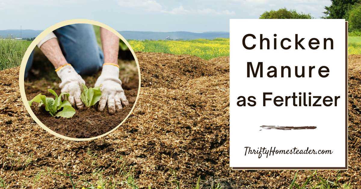 What is chicken manure?