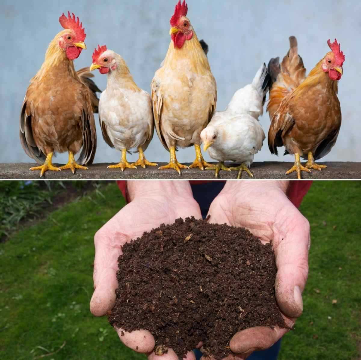 When is the best time to apply chicken manure?