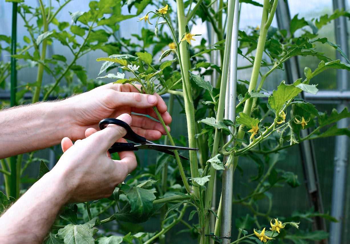 The best time to prune tomato plants is when they are young and still developing. It is important to start pruning early to encourage a more compact plant and to prevent excessive branching. Once the plant is established, you can continue to prune throughout the growing season as needed.