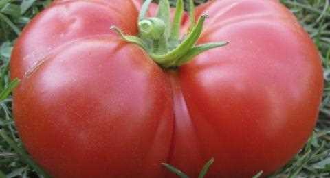 how to form a tomato after the first brush and whi 6n979tkt