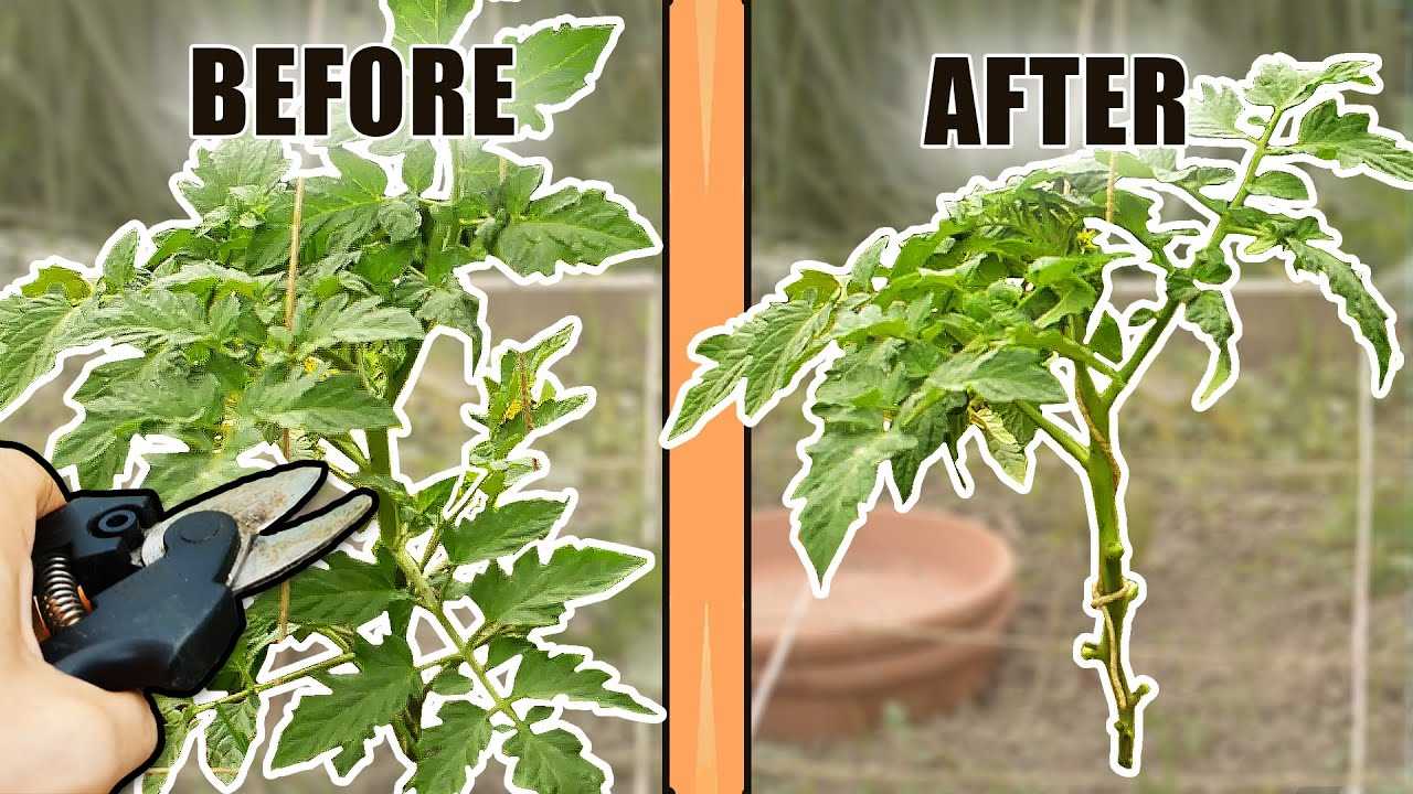 how to form a tomato after the first brush and whi t5z7nek8