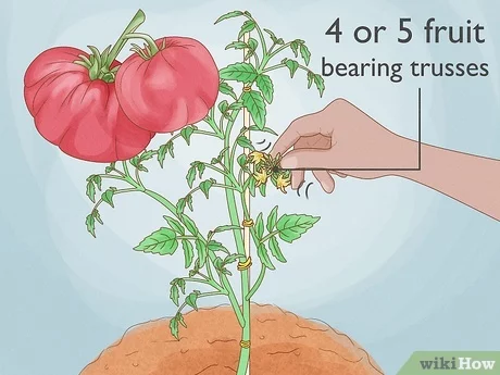 how to form a tomato after the first brush and whi wslishho