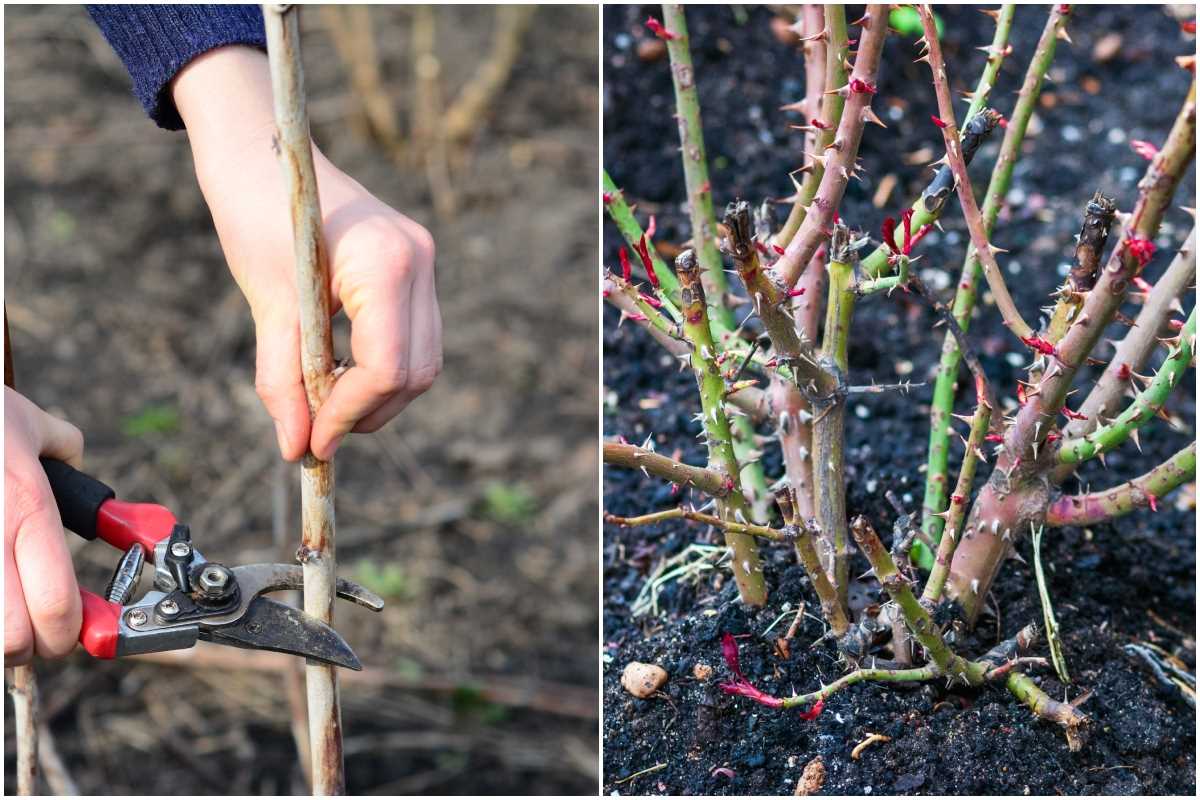 General Tips for Pruning Grape Bushes