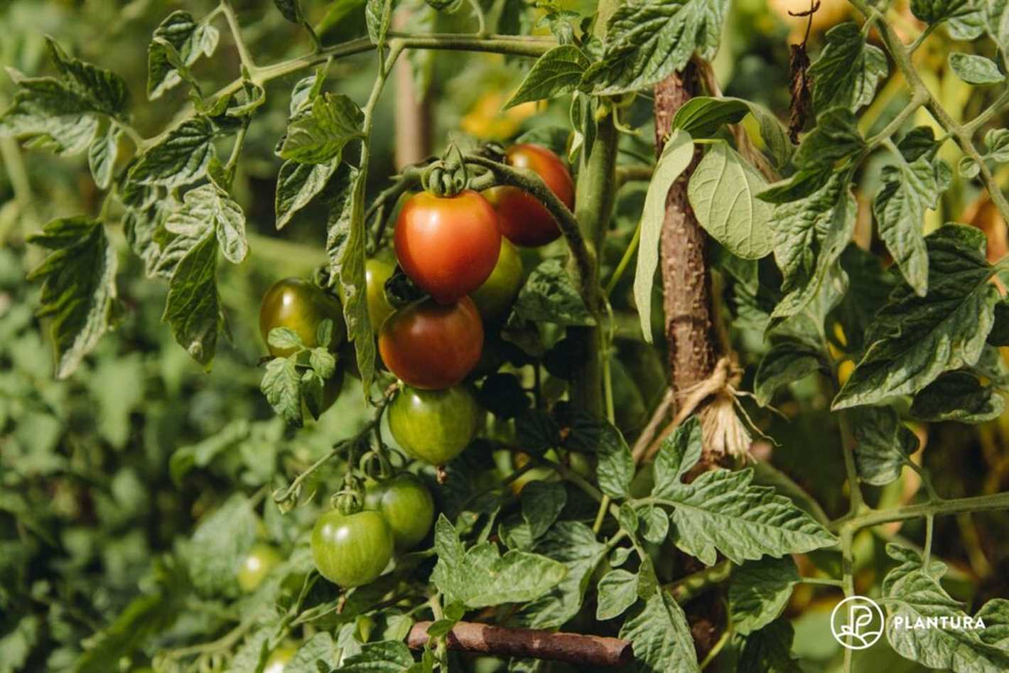 Tips for Applying Fertilizer to Tomato Plants