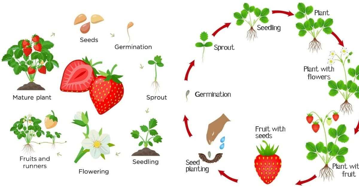 5. Monitor soil moisture