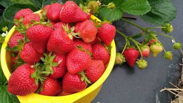 Maximizing Your Strawberry Harvest