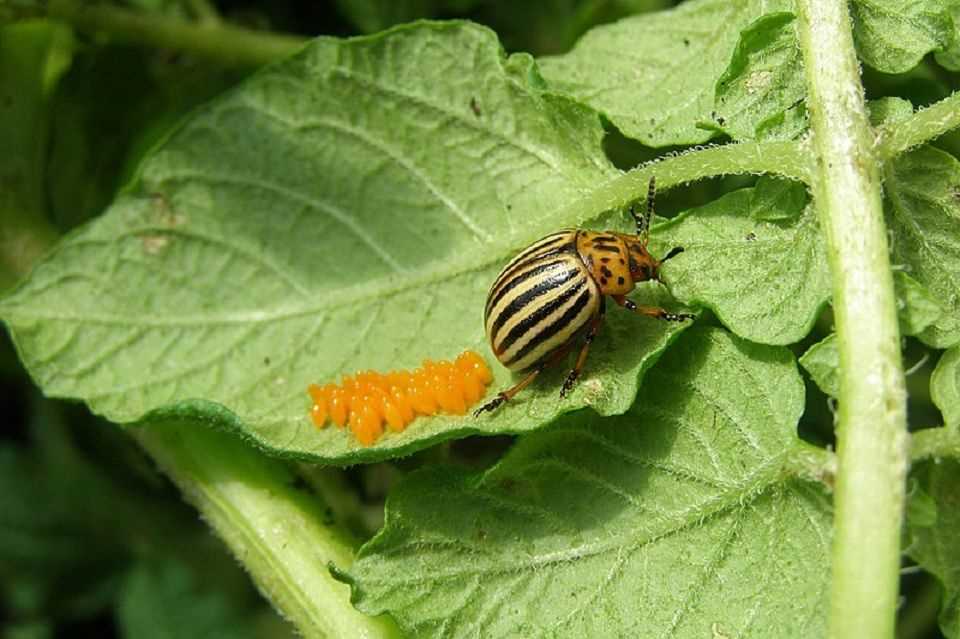 Integrated Pest Management Techniques