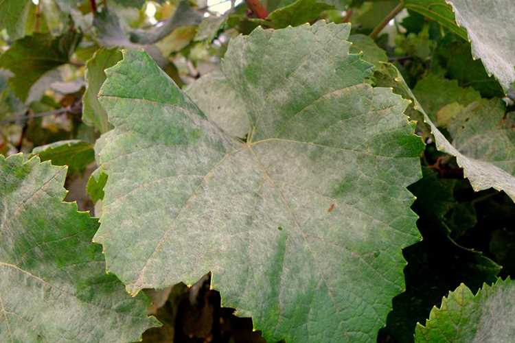 Diagnosing Oidium on Grapes