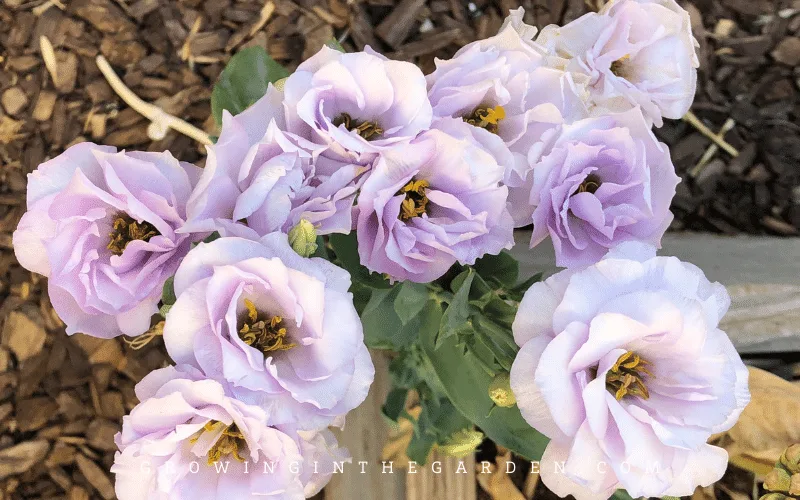 how to grow a beautiful eustoma the secret is in avup3p9s