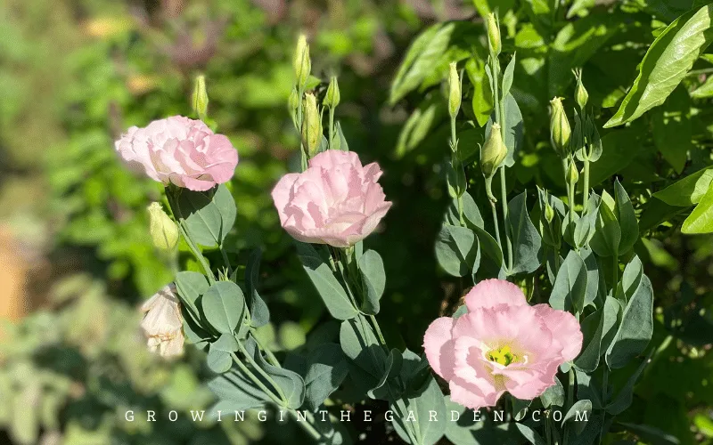 Learn from Expert Tips and Tricks for Growing Stunning Eustoma