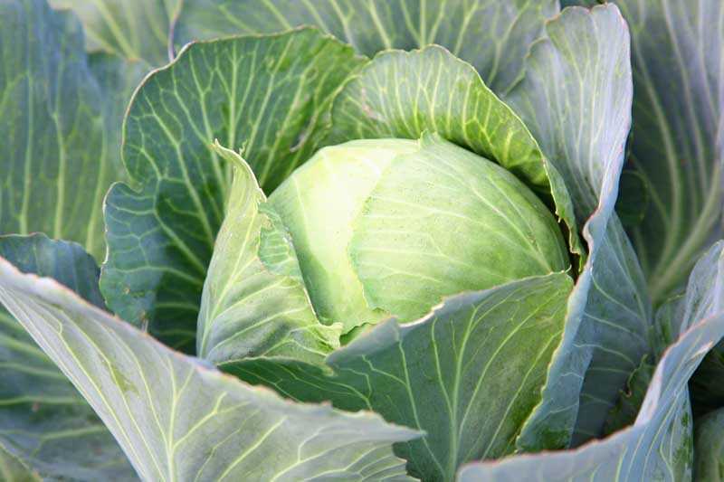 Sowing Cabbage Seeds: Timing and Techniques