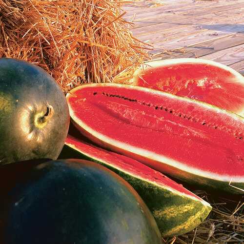 Watering the Watermelon Plant