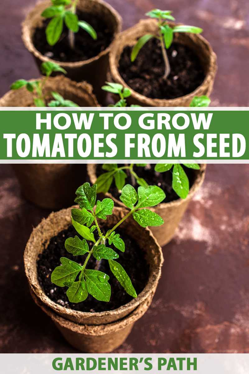 Tips for Growing Healthy Tomato Seedlings: