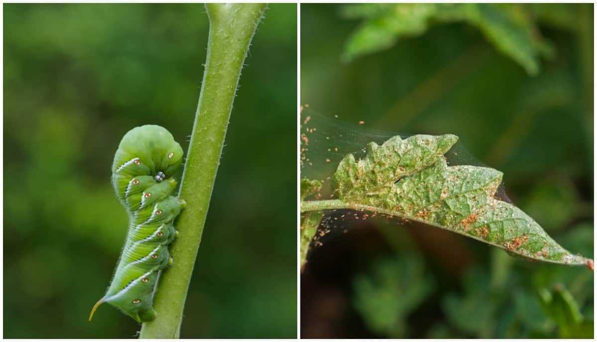 1. Start with Disease-Resistant Varieties