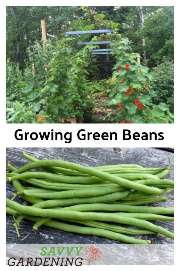 Preventing Common Pests and Diseases in String Bean Crop