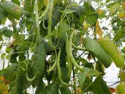 Companion Planting for Increased String Bean Yields