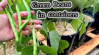 Harvesting and Storing String Beans for Maximum Freshness