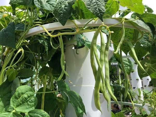 Importance of Soil Preparation for Growing String Beans