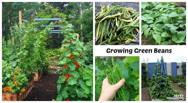 how to grow an unprecedented crop of string beans
