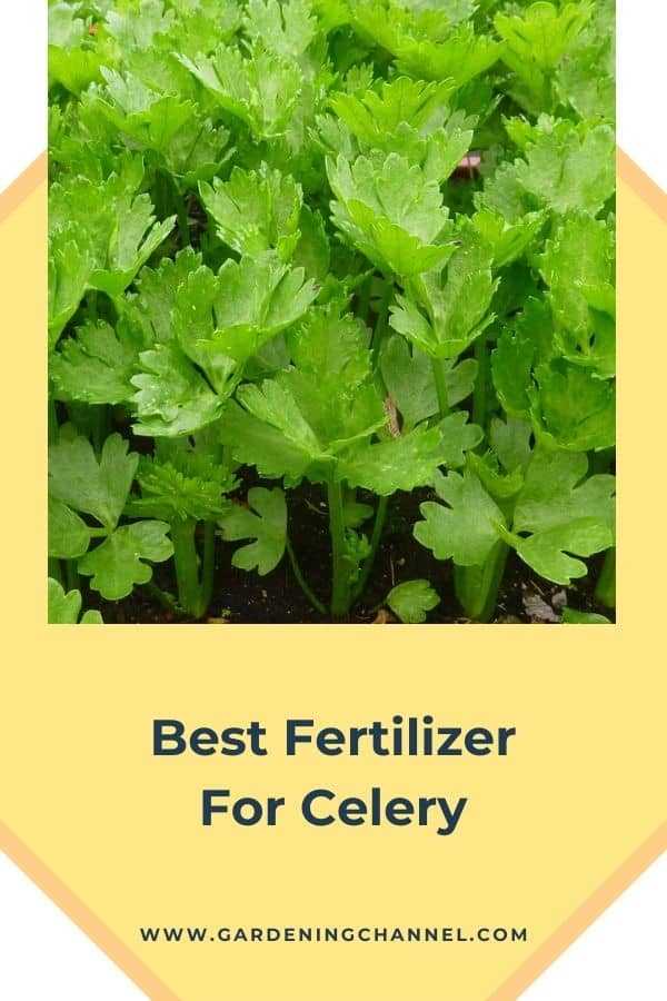 Starting Celery Seeds Indoors
