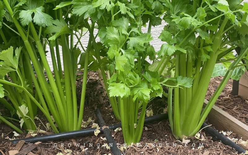 how to grow celery weighing more than 1 kg what iljzwfuk
