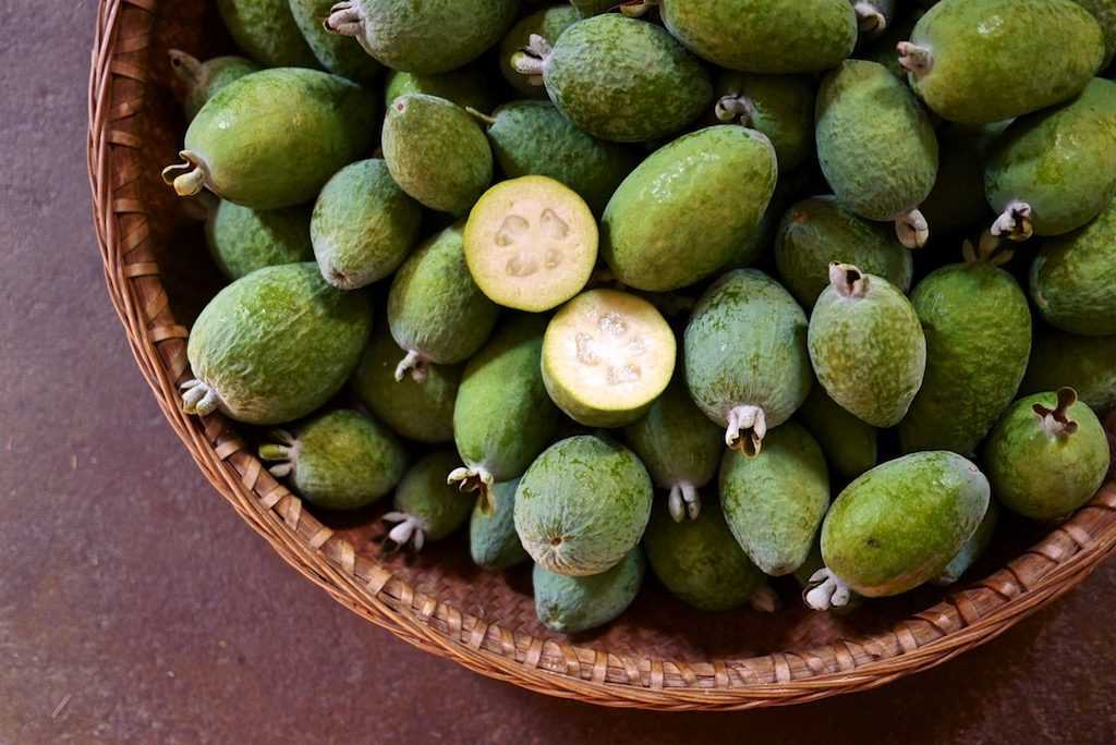 Feijoa Tree Planting and Care: Step-by-Step Guide