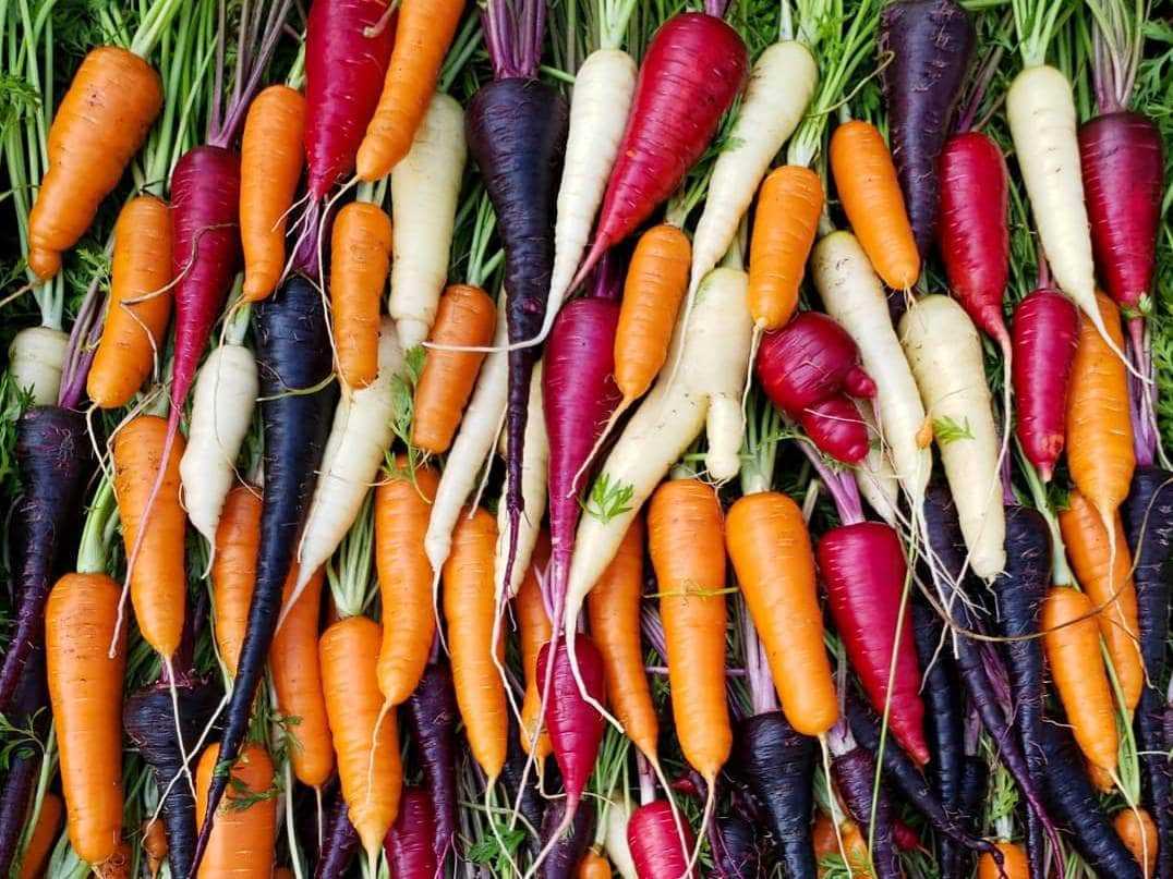 Choosing the Right Carrot Varieties