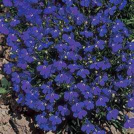 Step 10: Enjoy your lobelia flowers!